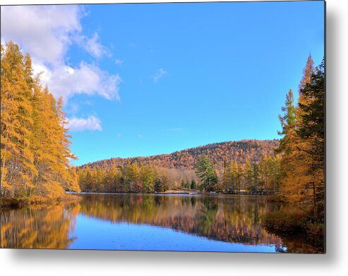 Landscape Metal Print featuring the photograph The Golden Tamaracks of Woodcraft Camp by David Patterson