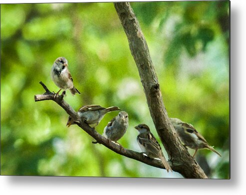 Birds Metal Print featuring the photograph The Gossip Branch by Cathy Kovarik