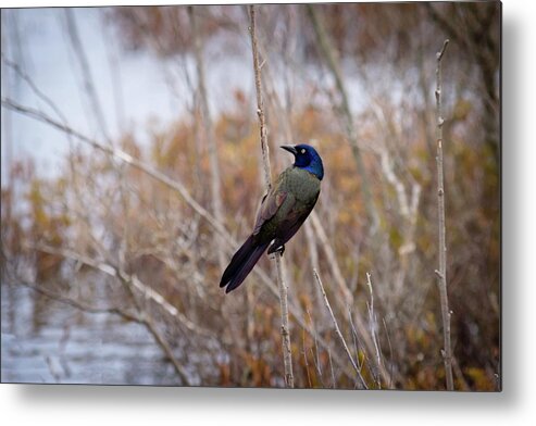 Common Grackle Metal Print featuring the photograph The Grackle by Steve L'Italien