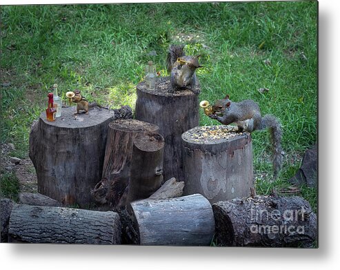 Grey Squirrels Metal Print featuring the photograph The Grey Squirrel Rowdy Tails Band making sweet music by Dan Friend