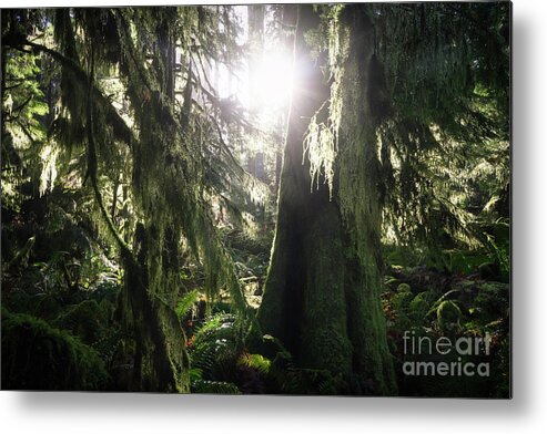 Alberni Valley Metal Print featuring the photograph The Grove by Carrie Cole