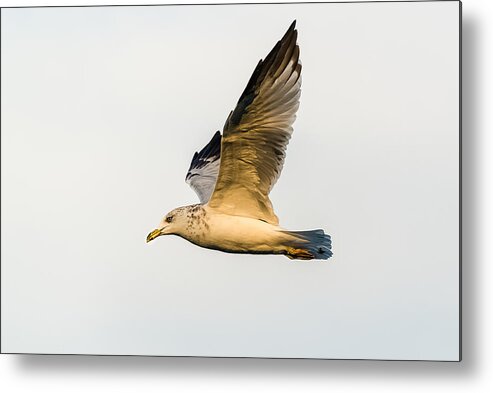 Gull Metal Print featuring the photograph The Gull In Flight by Yeates Photography