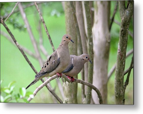 Mourning Doves Metal Print featuring the photograph The Happy Couple by Trina Ansel