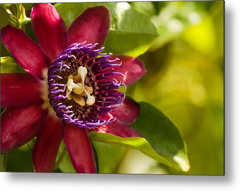 Alien Metal Print featuring the photograph The Heart of a Passion Fruit Flower by Andres Leon