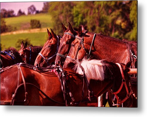 Horses Metal Print featuring the photograph The Herd by Anthony Baatz