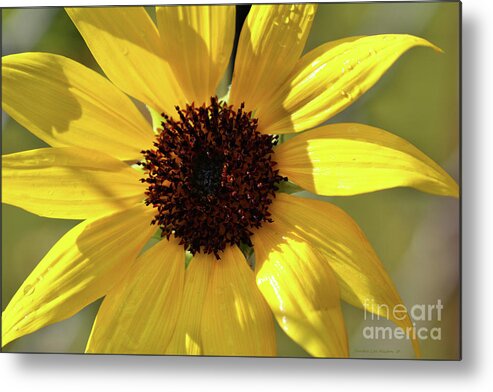 Sunflower Metal Print featuring the photograph The Highlight Of Summer by Sandra Huston