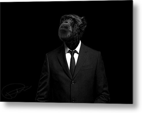 Chimpanzee Metal Print featuring the photograph The interview by Paul Neville