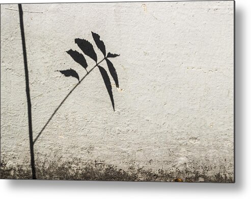 Plant Leaves Shadow Metal Print featuring the photograph The Introvert by Prakash Ghai