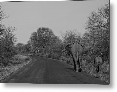 Kruger National Park Metal Print featuring the photograph The Journey by Brian Kamprath