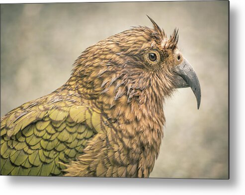 Kea Metal Print featuring the photograph The Kea by Racheal Christian