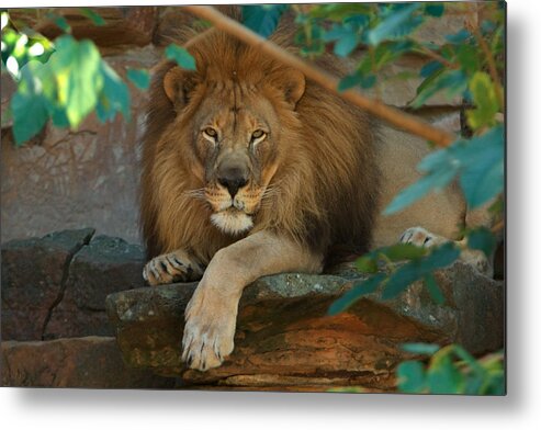 Lion Metal Print featuring the photograph The King by Jonas Wingfield
