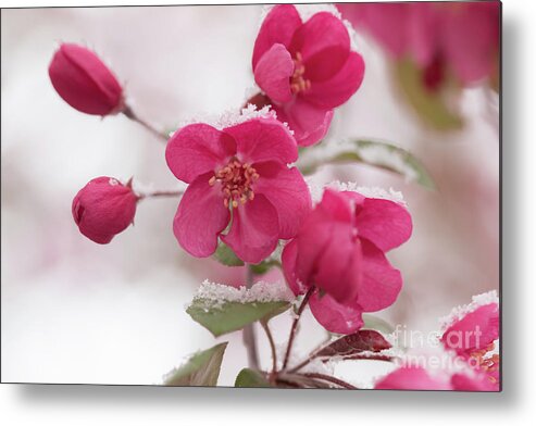 Spring Metal Print featuring the photograph The Last Snowfall by Ana V Ramirez