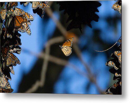 Monarch Butterfly Migration Metal Print featuring the photograph The Leap by Digiblocks Photography