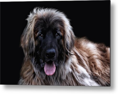 Animals Metal Print featuring the photograph The Leonberger by Joachim G Pinkawa