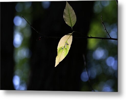 Leaf Metal Print featuring the photograph The Light Shines Through by Mary Bedy