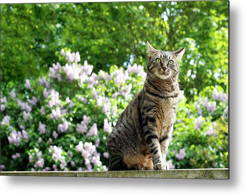 Animal Metal Print featuring the photograph The lilac fairy by Helga Novelli