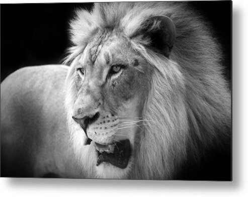 Cincinnati Zoo Metal Print featuring the photograph The Lion King by Christopher Miles Carter