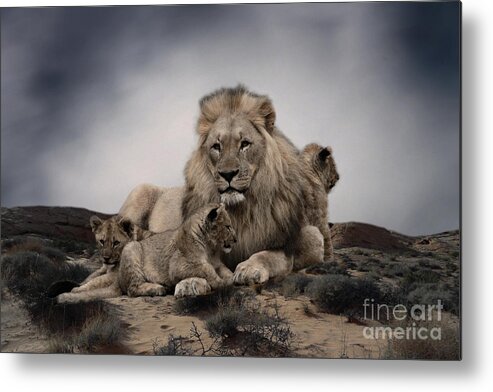 Lions Metal Print featuring the photograph The Lions by Christine Sponchia