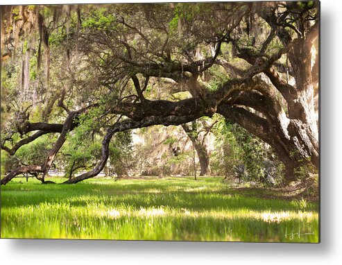 Healthy Metal Print featuring the photograph The Live Oaks by Lisa Lambert-Shank