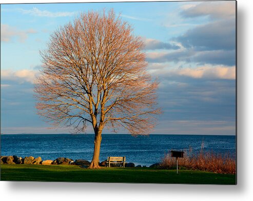 Maple Tree Metal Print featuring the photograph The Lone Maple Tree by Nancy De Flon