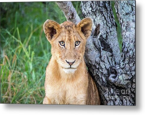 Elephant Plains Metal Print featuring the photograph The Look by Jennifer Ludlum