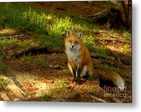 Fox Metal Print featuring the photograph The look of love by Heather King