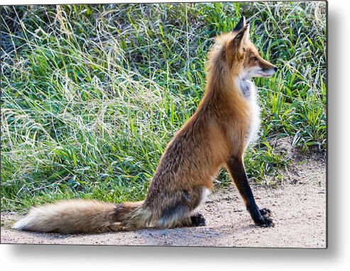 Red Fox Metal Print featuring the photograph The Lookout by Mindy Musick King