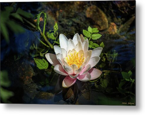 Lotus Metal Print featuring the photograph The Lotus Flower by Michael McKenney