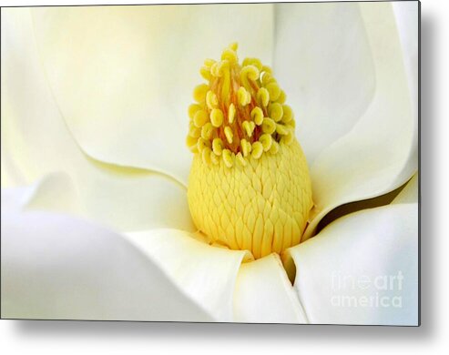 Magnolia Metal Print featuring the photograph The Luscious Magnolia by Mary Deal