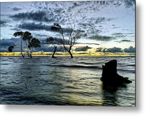 2015 Metal Print featuring the photograph The Mangrove Trees by Robert Charity