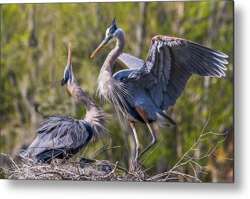 Bird Metal Print featuring the photograph The Master Returns by Jim Miller