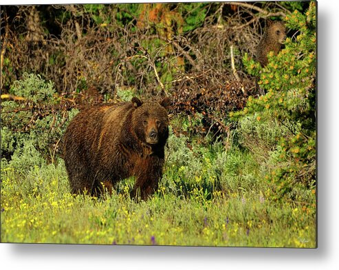 Grizzly Metal Print featuring the photograph The Matriarch by Greg Norrell