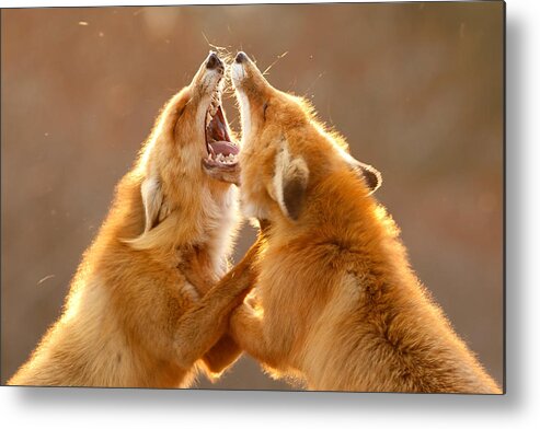 Red Fox Metal Print featuring the photograph The Meeting _ Red Fox Fight by Roeselien Raimond