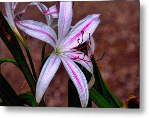 #dianamarysharptonphotography Metal Print featuring the photograph The Milk of Hera by Diana Mary Sharpton