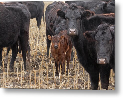 Cows Metal Print featuring the photograph The Moms and Me by Susan Rissi Tregoning