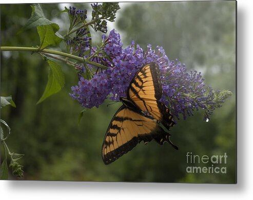 Tiger Swallowtail Metal Print featuring the photograph Tiger Swallowtail butterfly by Dan Friend