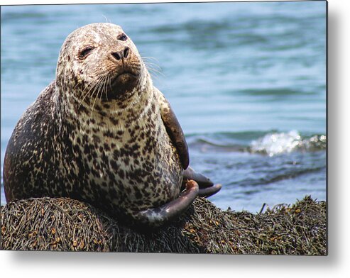 Seal Metal Print featuring the photograph The Most Interesting Seal by Holly Ross