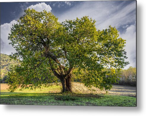 Appalachia Metal Print featuring the photograph The Mulberry Tree by Debra and Dave Vanderlaan