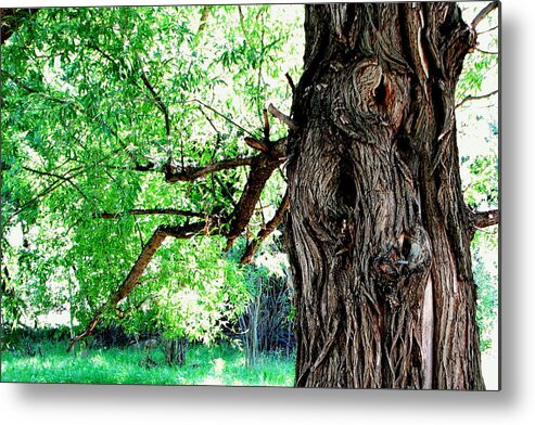 Art Metal Print featuring the photograph The Old Tree by T Guy Spencer