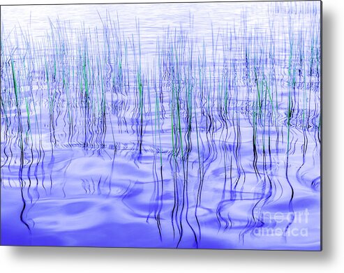 Lake Metal Print featuring the photograph The ongoing Reeds experiment by Joseph Yvon Cote
