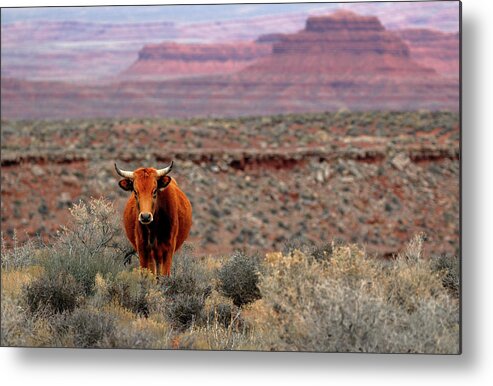 Open Metal Print featuring the photograph The Open Range 2 by Nicholas Blackwell