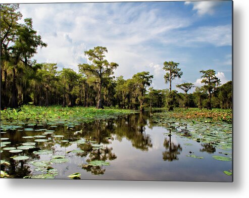 Nelumbo Lutea Metal Print featuring the photograph The Path Among by Lana Trussell