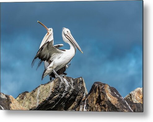 Pelican Metal Print featuring the photograph The Pelicans by Racheal Christian