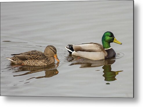 Bird Metal Print featuring the photograph The Perfect Pair by Jody Partin