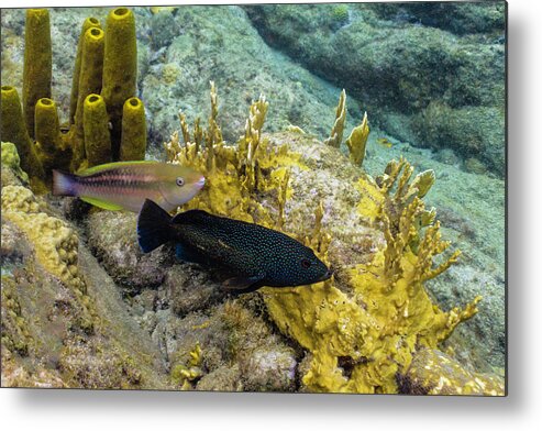 Ocean Metal Print featuring the photograph The Princess and the Grouper by Lynne Browne