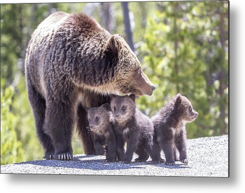Yellowstone Metal Print featuring the photograph The Protector by Kevin Dietrich