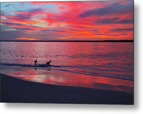 Romance Metal Print featuring the photograph The Royals of Topsail by Betsy Knapp