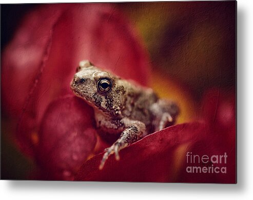 Frog Metal Print featuring the photograph The Secret World Of Peepers by Lois Bryan