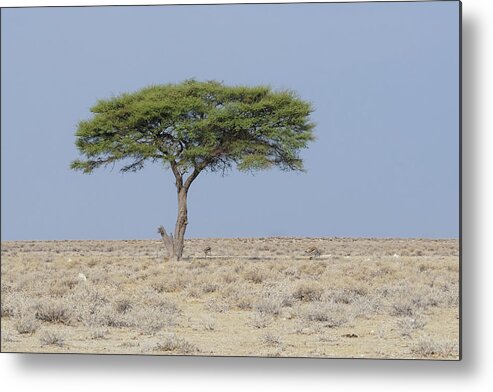 Africa Metal Print featuring the photograph The Shade Tree by Ernest Echols