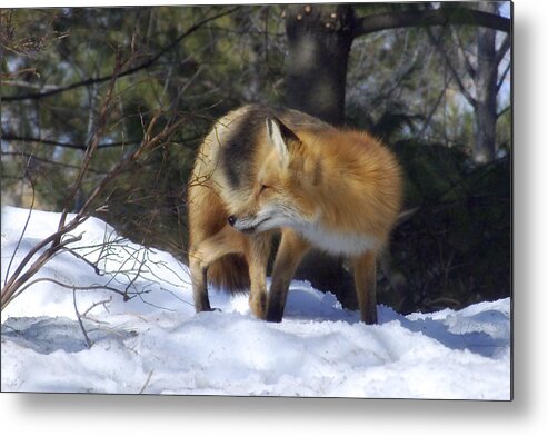 Red Fox Metal Print featuring the photograph The sly Red Fox by Asbed Iskedjian